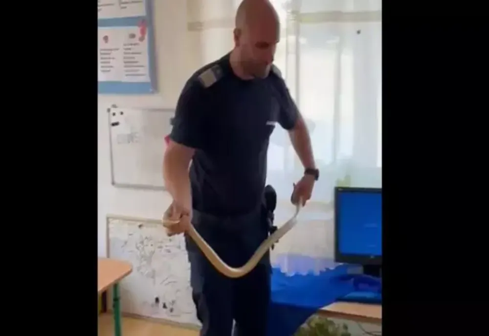 Un șarpe a „vizitat” o secție de votare din Oltenia. Panicați, oamenii au chemat jandarmii