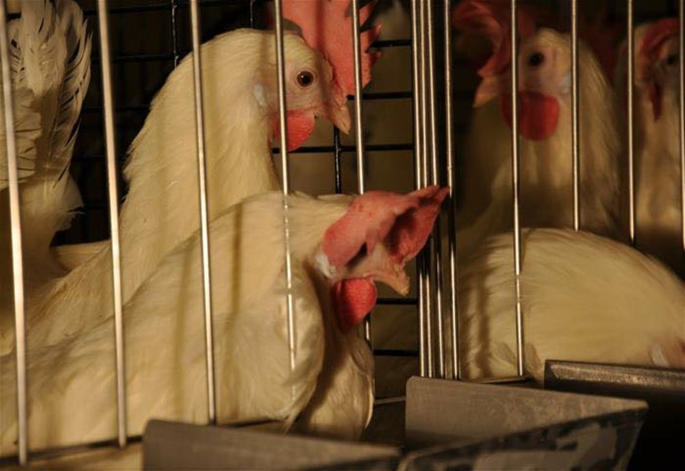 Dan Motreanu, eurodeputat: "Până în 2027, punem capăt creșterii animalelor în cuști"